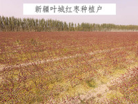 新疆葉城紅棗種植戶