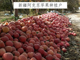 新疆阿克苏苹果种植户