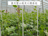 重慶璧山蔬菜大棚基地示范區