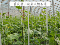 重庆璧山蔬菜大棚基地示范区