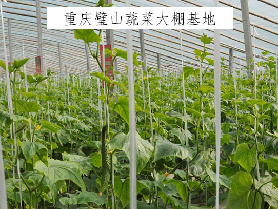 重庆璧山蔬菜大棚基地示范区