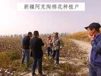 新疆阿克陶棉花種植戶