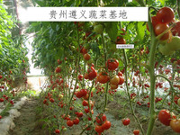 贵州毕节蔬菜大棚基地示范区